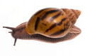 Achatina achatina achatina Ghana typ 1c semiadult 8cm